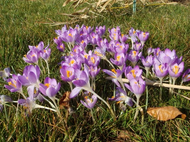 Crocus tommasinianus 'Whitewell Purple' pergola
